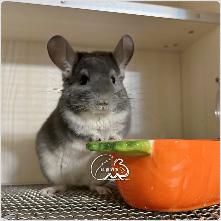 進口二代｜紫灰妹妹-1