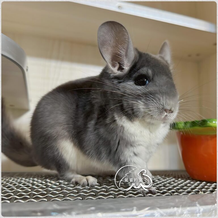 進口二代｜紫灰妹妹-2