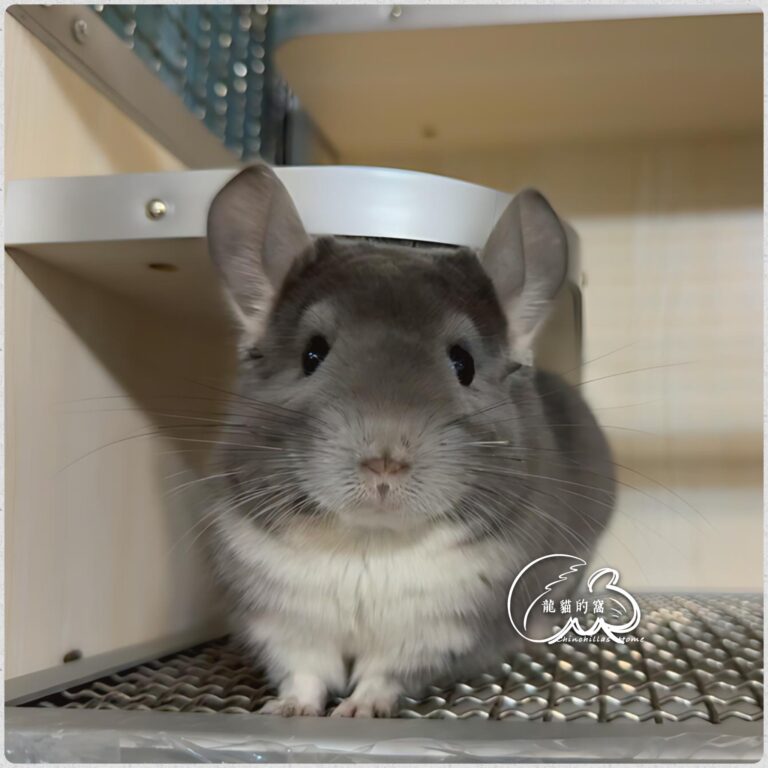 品種/顏色：短毛龍貓，紫灰色
性別：女生
生日2023.04.06