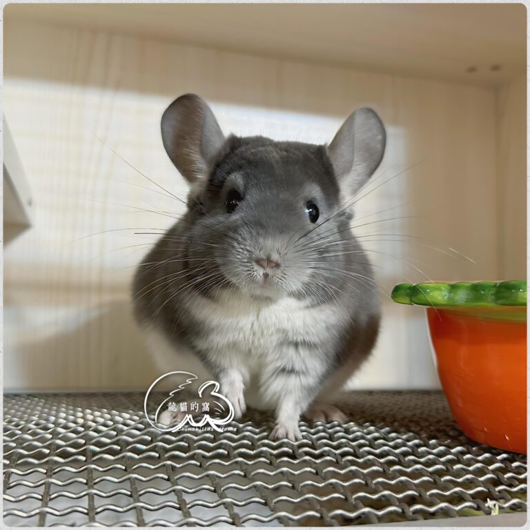 進口二代｜紫灰妹妹-4