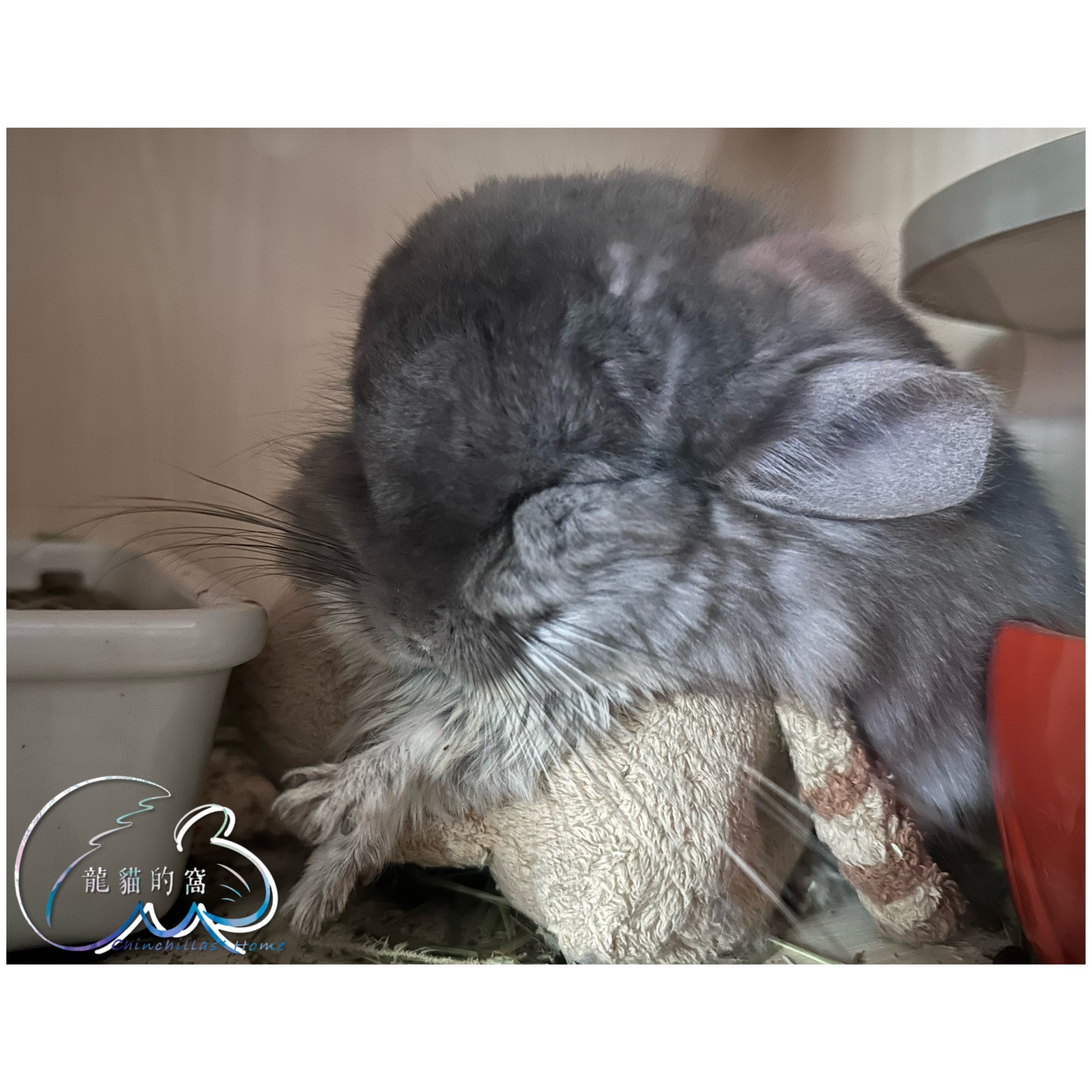 長毛紫灰3